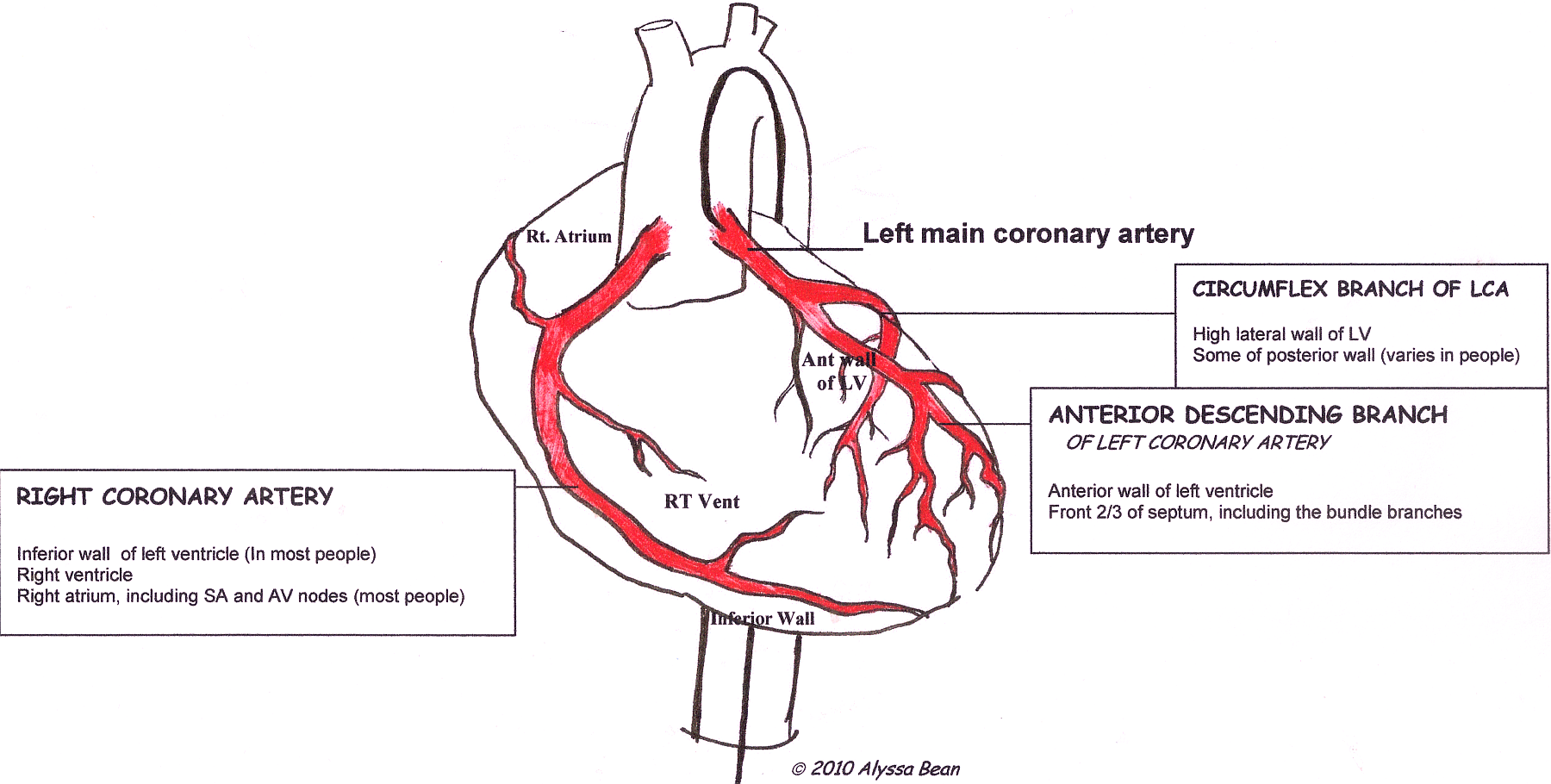 lab assignment heart arteries veins ekg